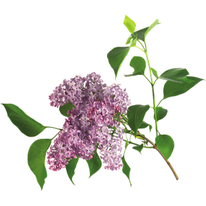 Lilac PNG-85125